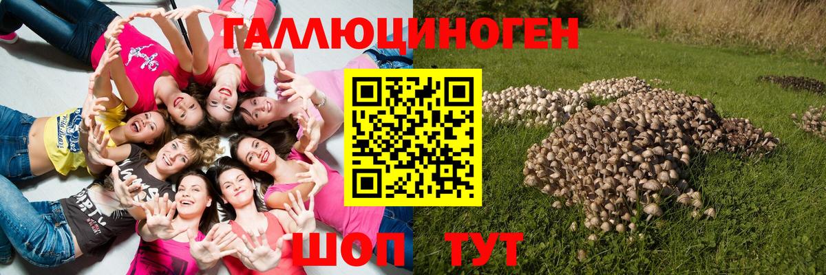 Кудрово  Псилоцибиновые грибы Cubensis  Вход с VPN 